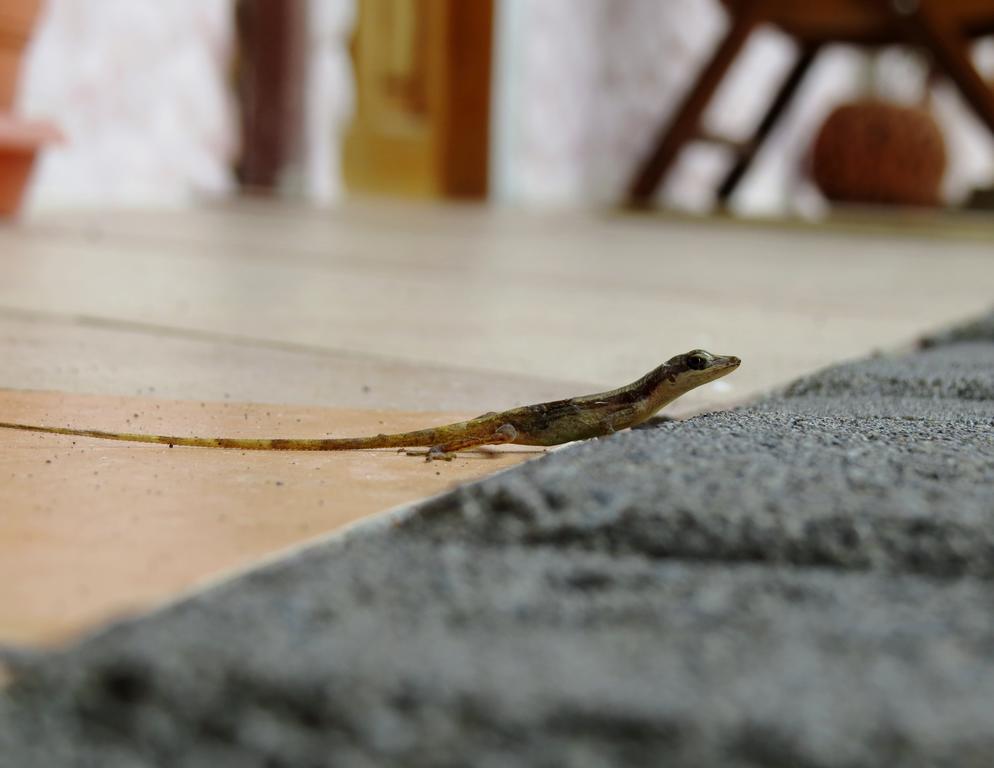 Hotel Vagabondo La Fortuna Zewnętrze zdjęcie